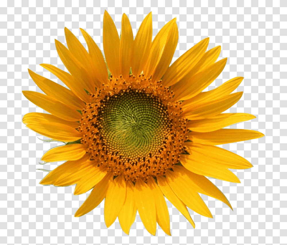 Yellow Sun Flower Download Girasol Y Abeja, Plant, Blossom, Sunflower Transparent Png