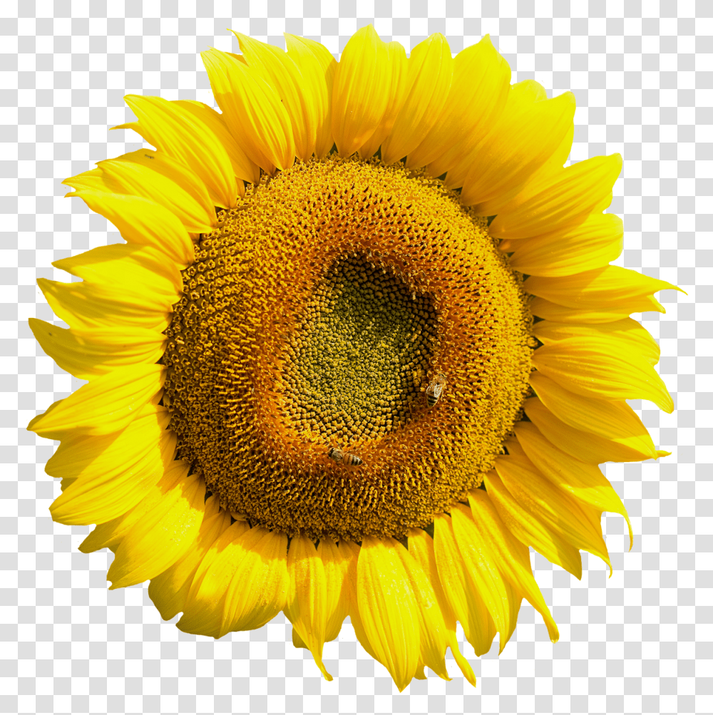 Yellow Sunflower Flower Image Sunflower Tire Cover Back Up Camera, Plant, Blossom Transparent Png
