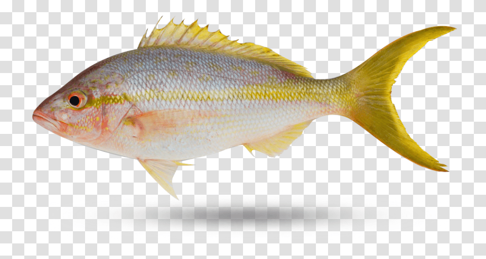 Yellow Tail Snapper Perch, Fish, Animal, Carp Transparent Png
