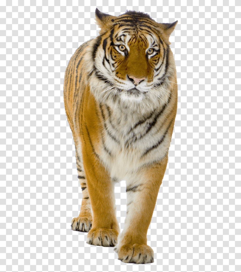 Yellow Tiger Walking Image Real Tiger, Wildlife, Mammal, Animal, Cat Transparent Png