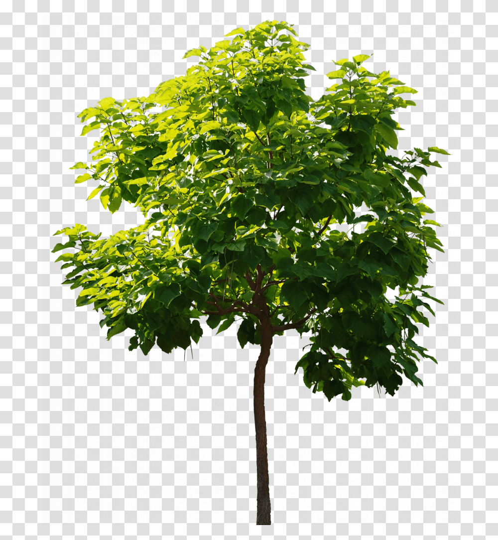 Yellow Tree, Plant, Leaf, Maple, Tree Trunk Transparent Png