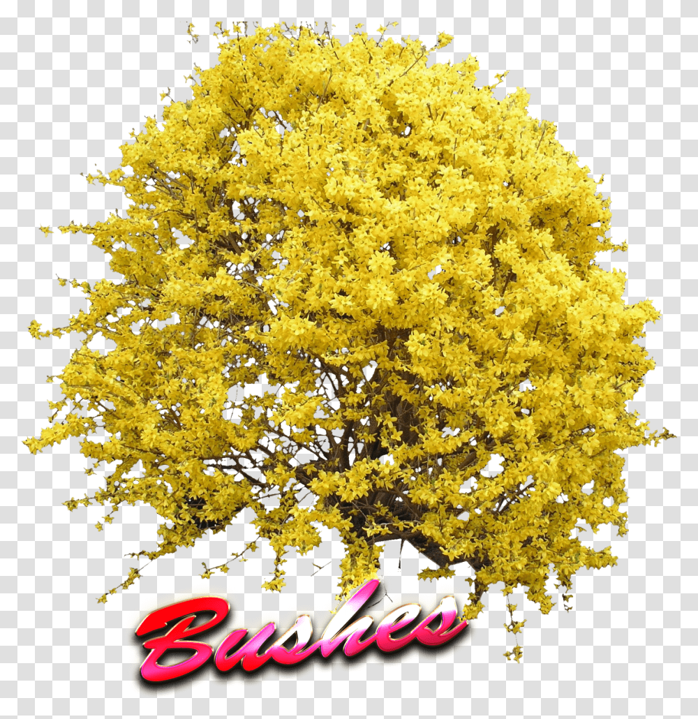 Yellow Tree Top View Forsythia, Plant, Flower, Blossom, Bush Transparent Png