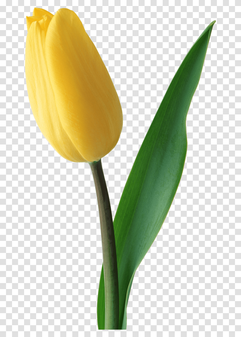 Yellow Tulip Background, Plant, Flower, Blossom Transparent Png