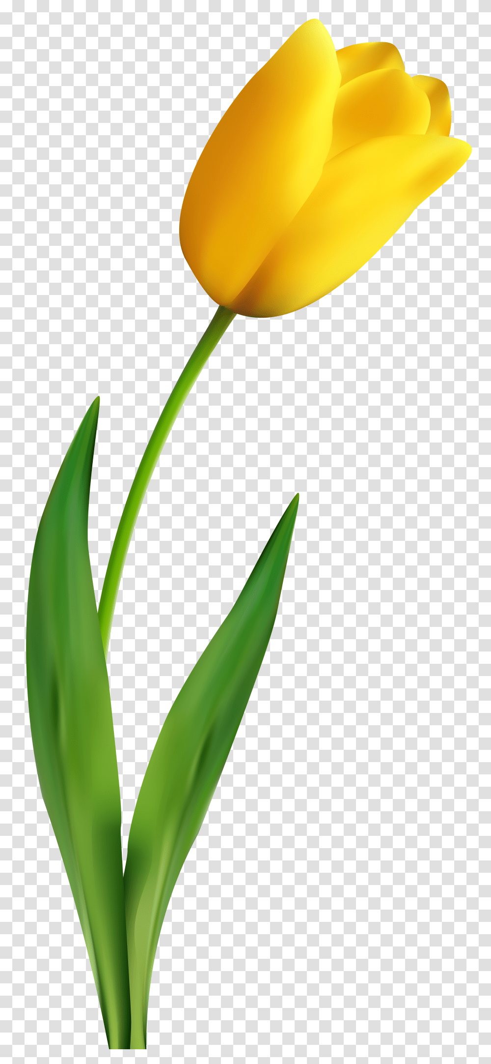 Yellow Tulip Clip Art, Plant, Flower, Blossom, Daffodil Transparent Png