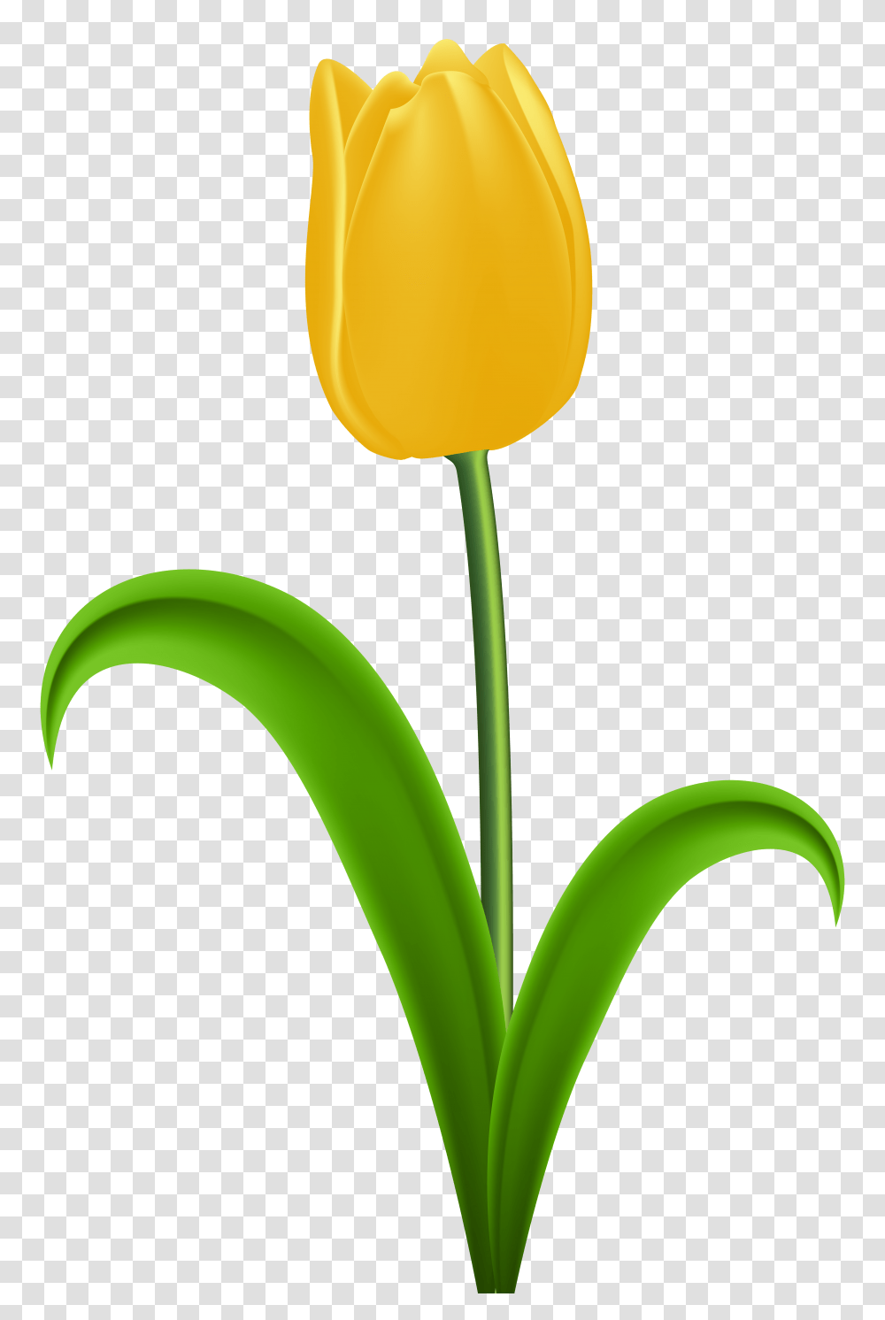 Yellow Tulip Clip, Plant, Flower, Blossom, Petal Transparent Png