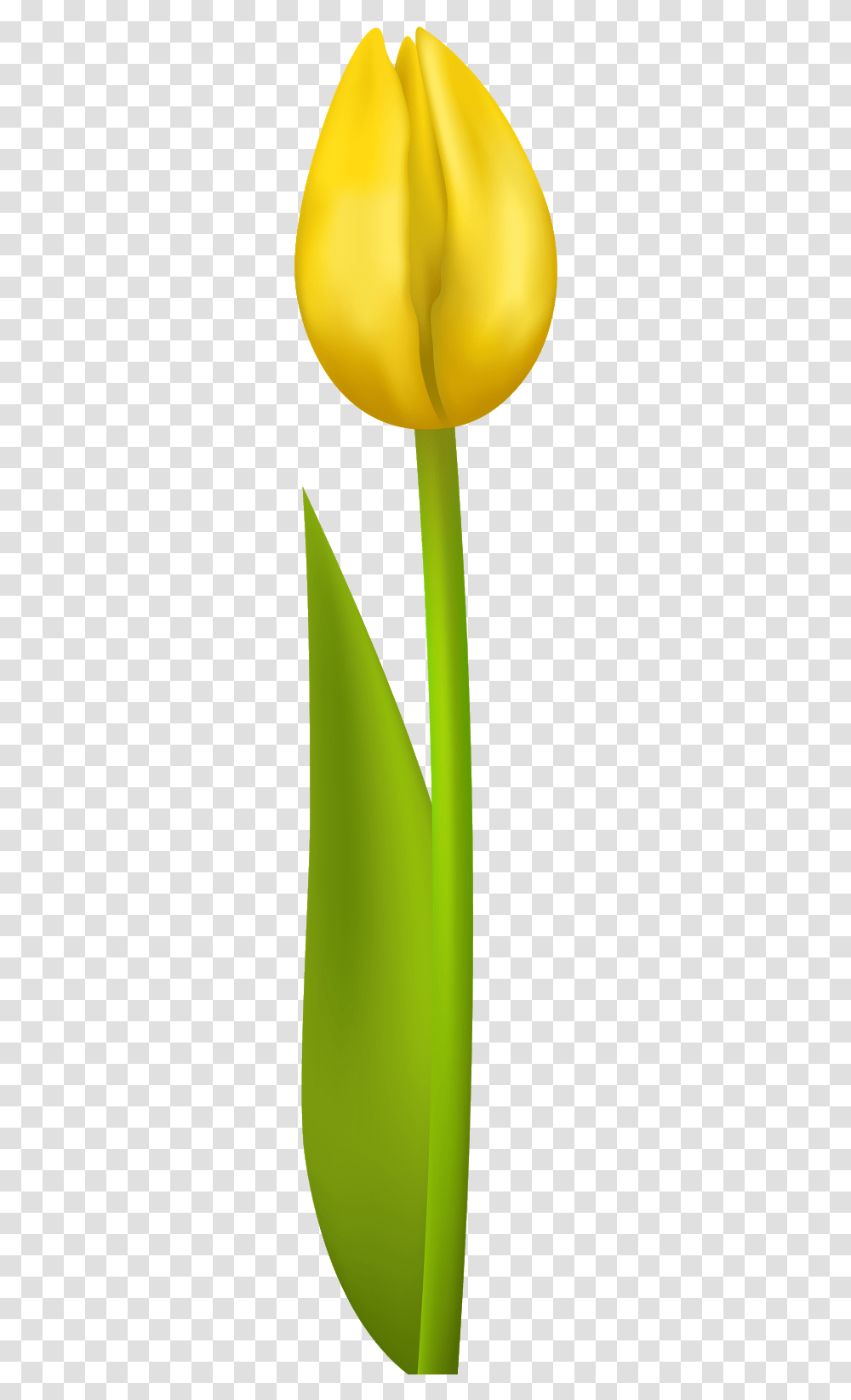 Yellow Tulip Clipart No Background, Plant, Flower, Blossom Transparent Png
