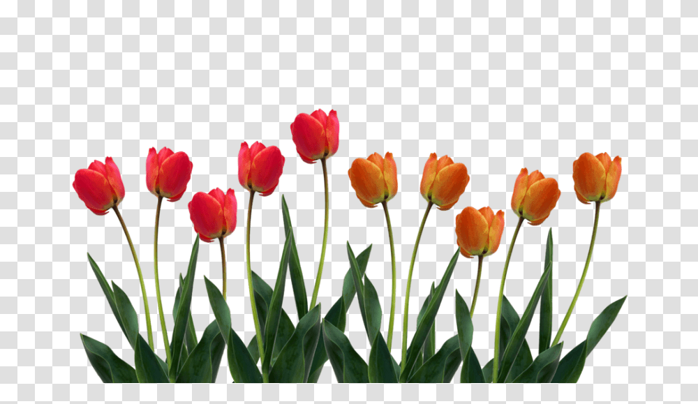 Yellow Tulip Clipart, Plant, Flower, Blossom Transparent Png