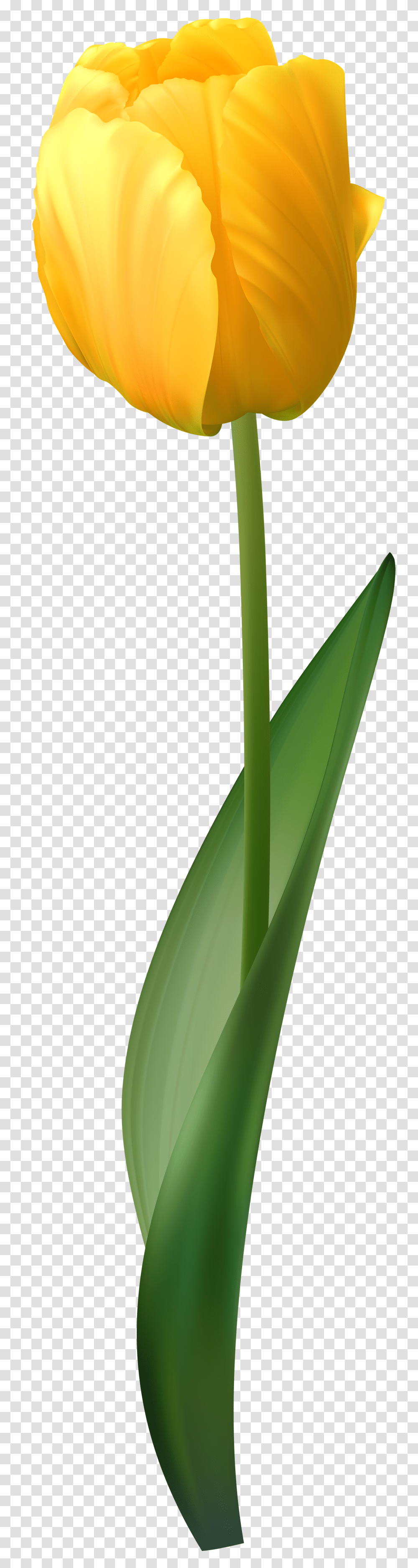 Yellow Tulip Clipart Royalty Free, Green, Plant, Bamboo Transparent Png