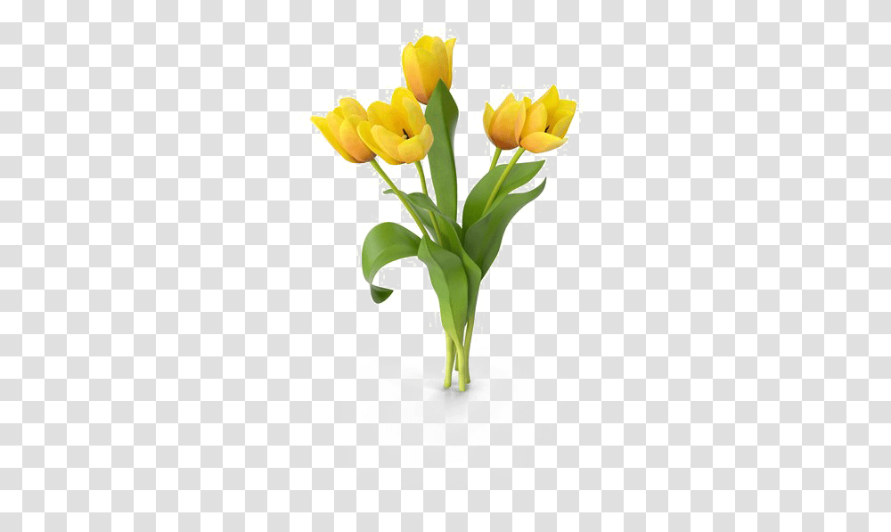 Yellow Tulip Free Download, Plant, Flower, Blossom, Flower Bouquet Transparent Png