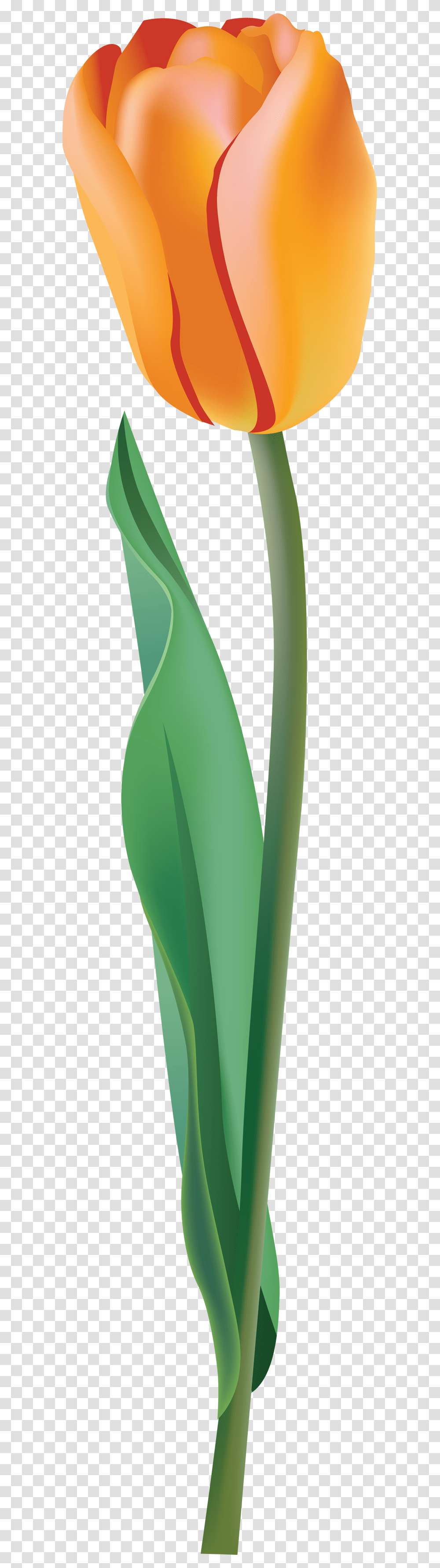 Yellow Tulip Image, Plant, Flower, Blossom, Word Transparent Png