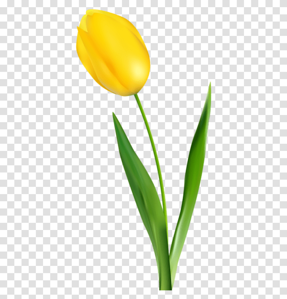 Yellow Tulip Images Yellow Tulip Clipart, Plant, Flower, Blossom Transparent Png