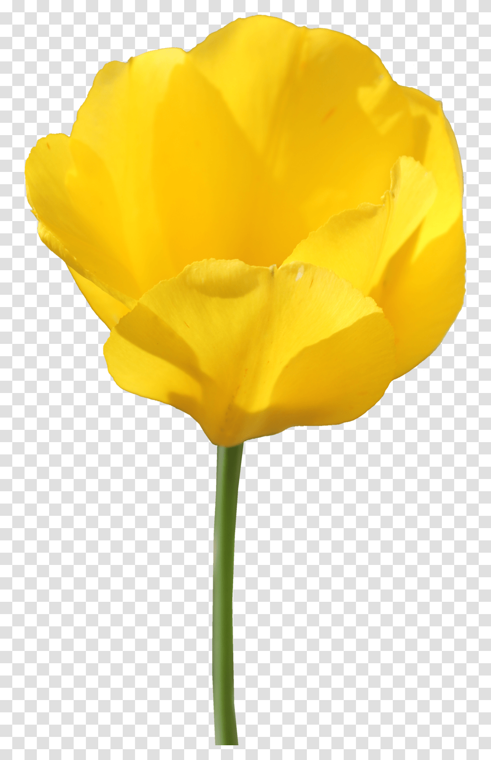 Yellow Tulip Yellow Tulips Background, Plant, Flower, Blossom, Rose Transparent Png