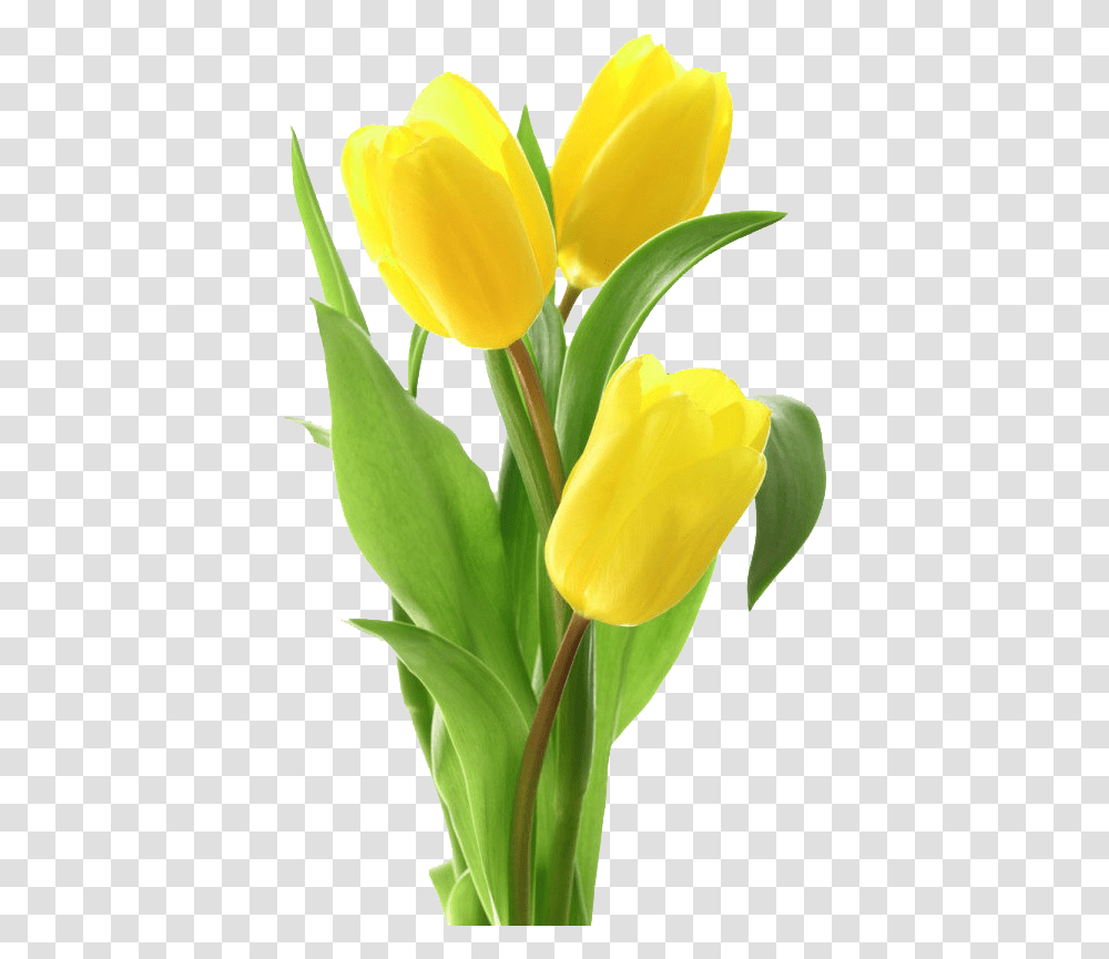 Yellow Tulips Free Image Download Yellow Tulips, Plant, Flower, Blossom, Petal Transparent Png