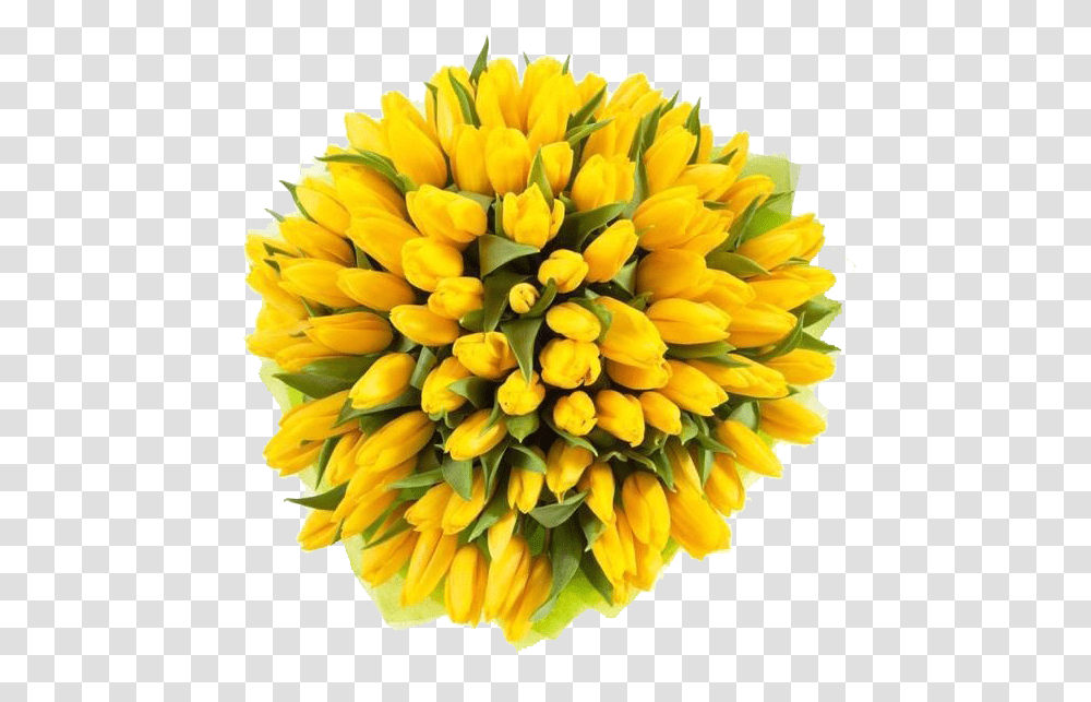 Yellow Tulips Image File Yellow Tulips, Plant, Flower, Blossom, Photography Transparent Png