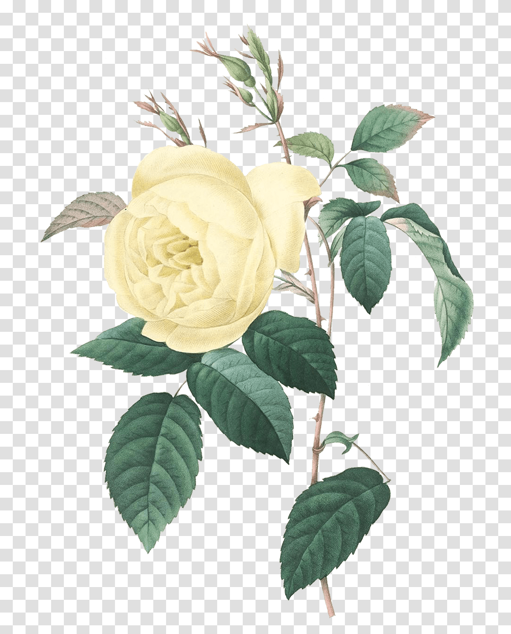 Yellow Vintage Rose Print, Flower, Plant, Blossom, Leaf Transparent Png