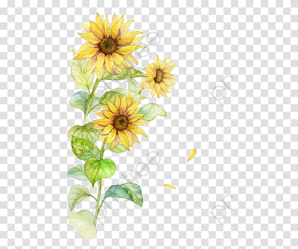 Yellow Water Color Flowers, Floral Design, Pattern Transparent Png