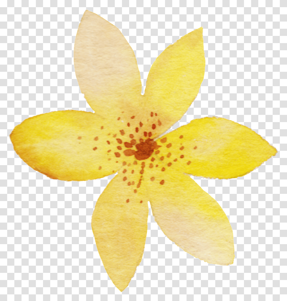 Yellow Watercolor Flower, Plant, Petal, Blossom, Paper Transparent Png