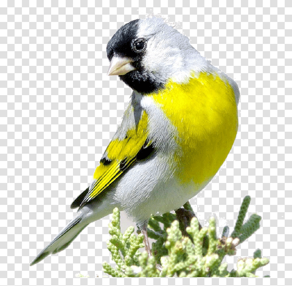 Yellow White And Black Bird, Animal, Finch, Canary Transparent Png