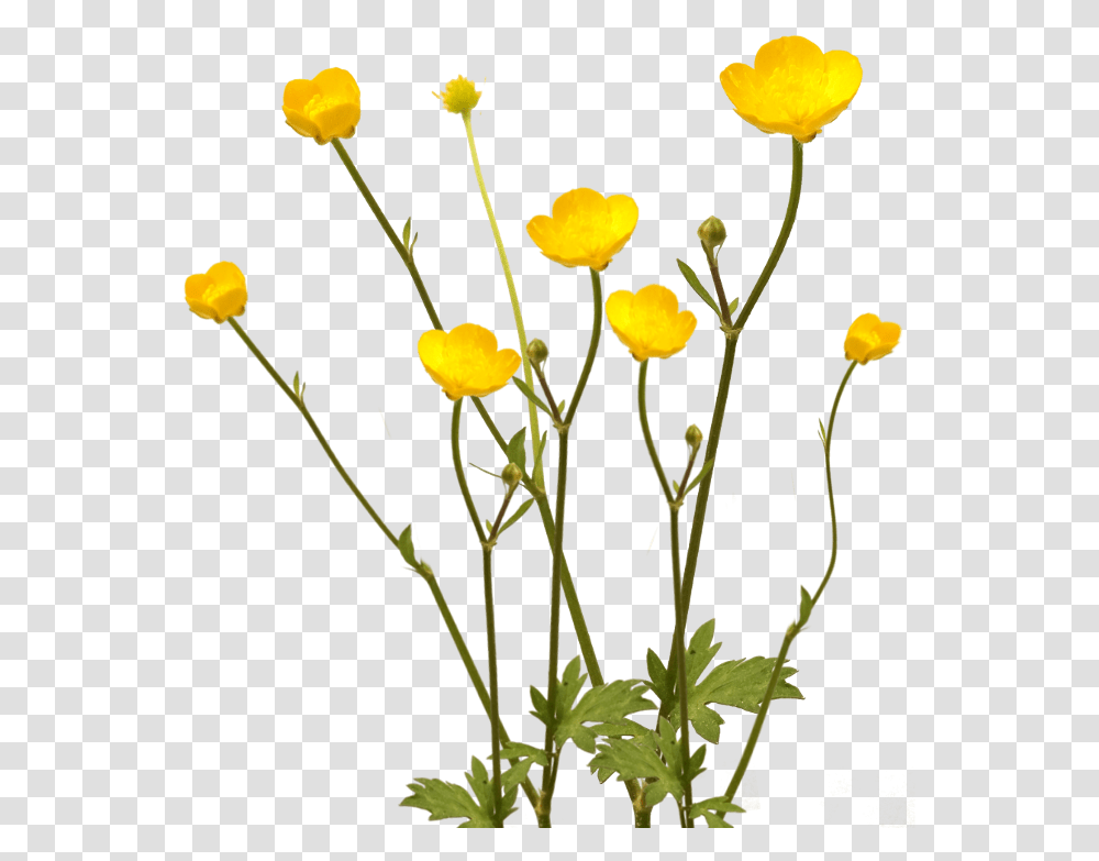 Yellow Wild Flowers, Plant, Blossom, Vase, Jar Transparent Png
