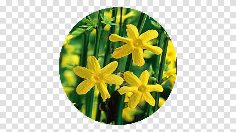 Yellow Winter Jasmine Flower Essence - Rhythm Of Beauty Lut Jasmn, Plant, Blossom, Daffodil, Daisy Transparent Png