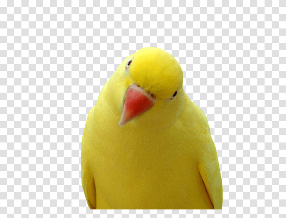 Yellow Yellow Parrot Orange Beak, Parakeet, Bird, Animal, Penguin Transparent Png
