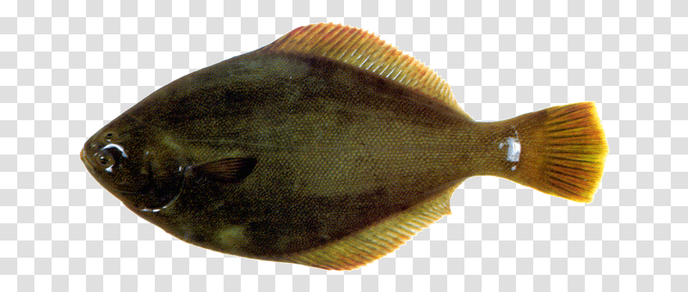 Yellowbelly Flounder Sole, Fish, Animal, Sea Life, Halibut Transparent Png