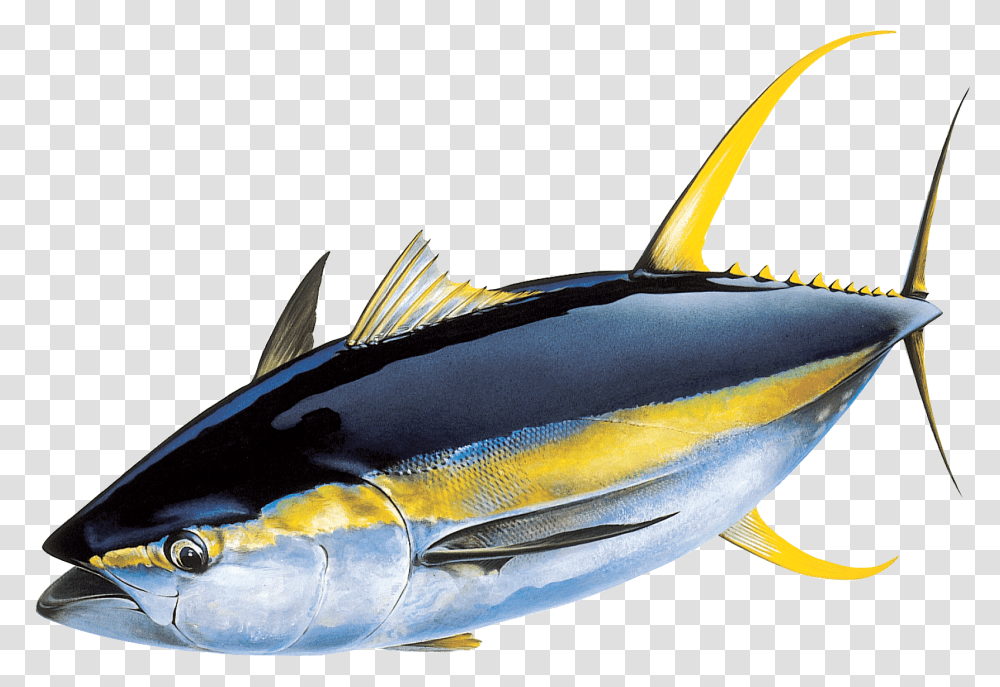 Yellowfin Tuna, Sea Life, Fish, Animal, Bonito Transparent Png