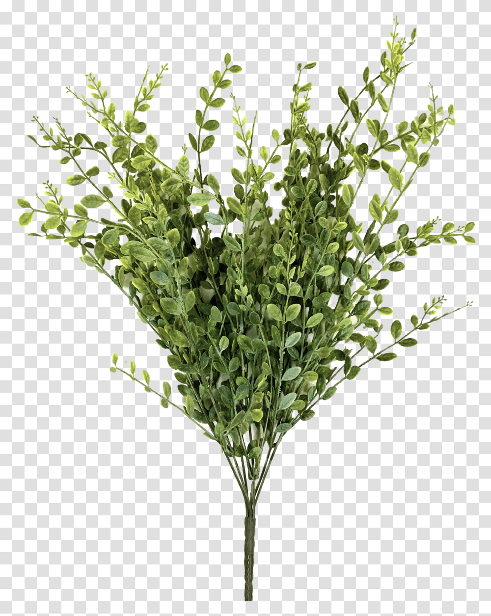 Yellowgreen Boxwood Bush, Vegetation, Plant, Flower, Tree Transparent Png