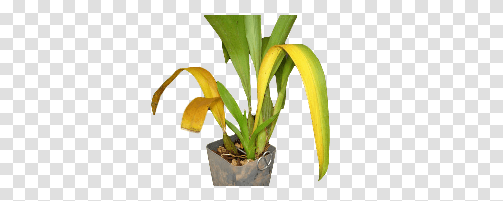 Yellowing Orchid Leaves, Plant, Flower, Banana, Fruit Transparent Png