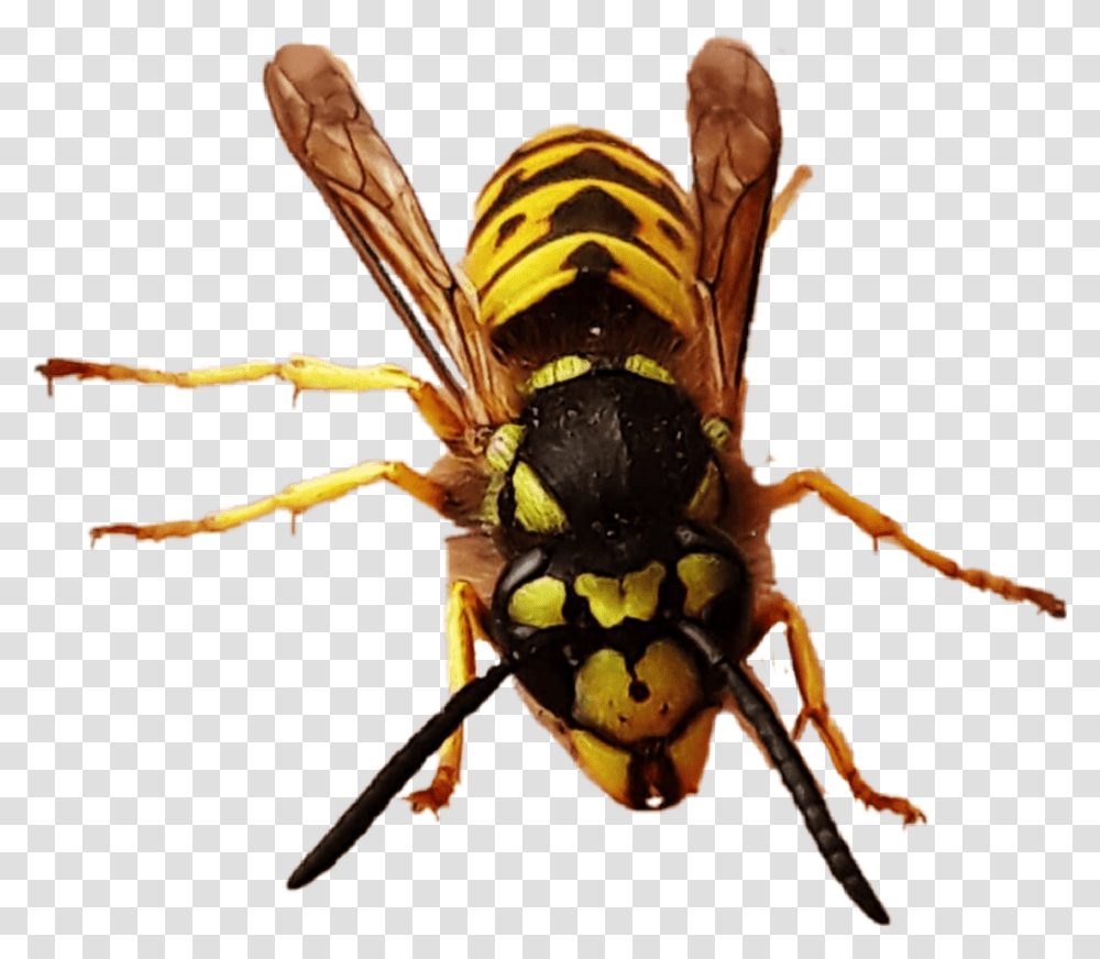 Yellowjacket Queen Queenbee Bee Wasp Hornet Bug Hornet, Insect, Invertebrate, Animal, Andrena Transparent Png