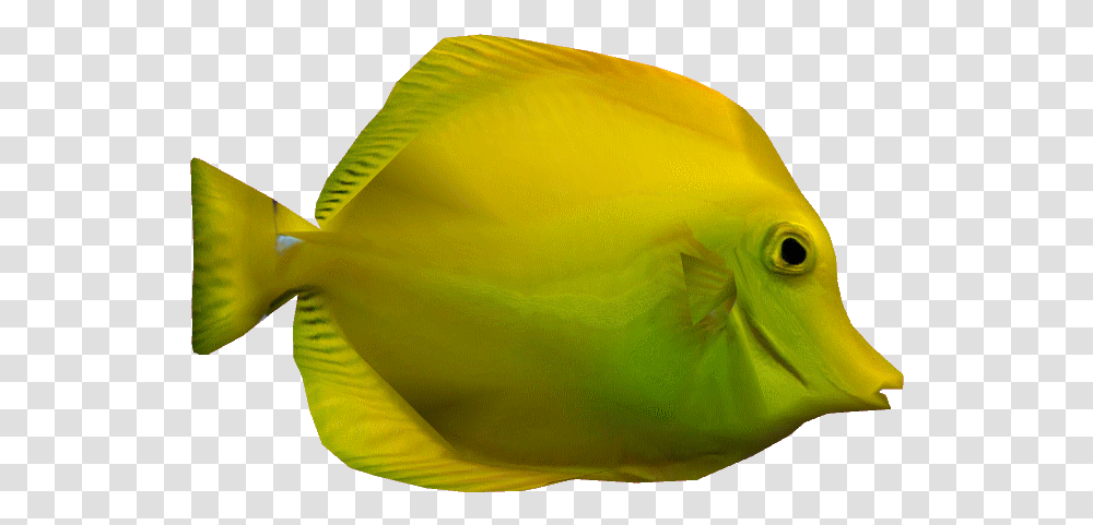 Yellowtangdd Yellow Tang Fish, Surgeonfish, Sea Life, Animal, Bird Transparent Png