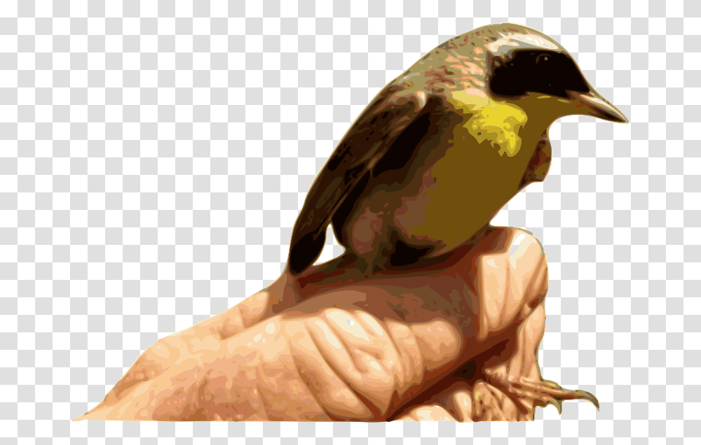 Yellowthroat Bird Bird, Animal, Helmet, Apparel Transparent Png