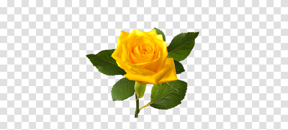 Yellw Rose Images Free Gallery, Flower, Plant, Blossom, Leaf Transparent Png