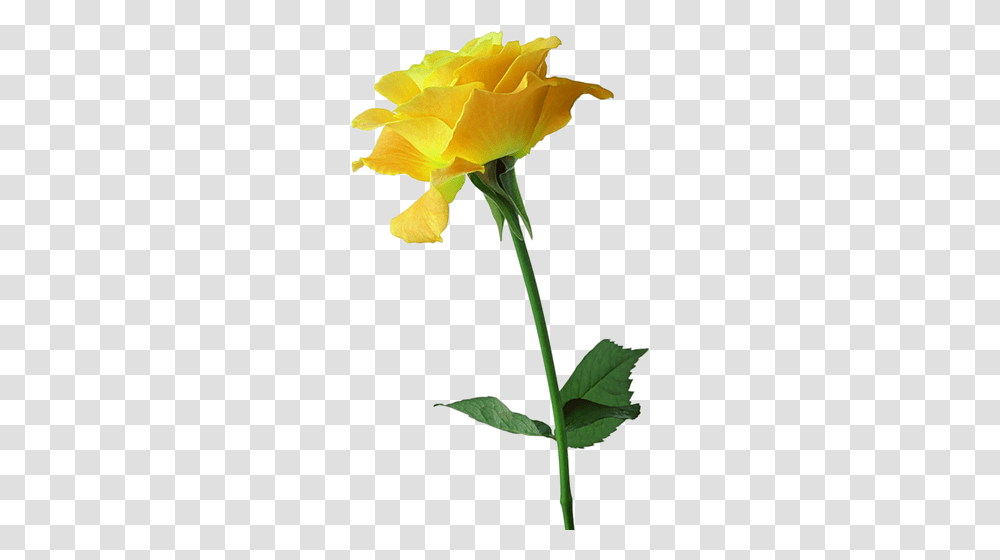 Yellw Rose Images Free Gallery, Plant, Flower, Blossom, Petal Transparent Png