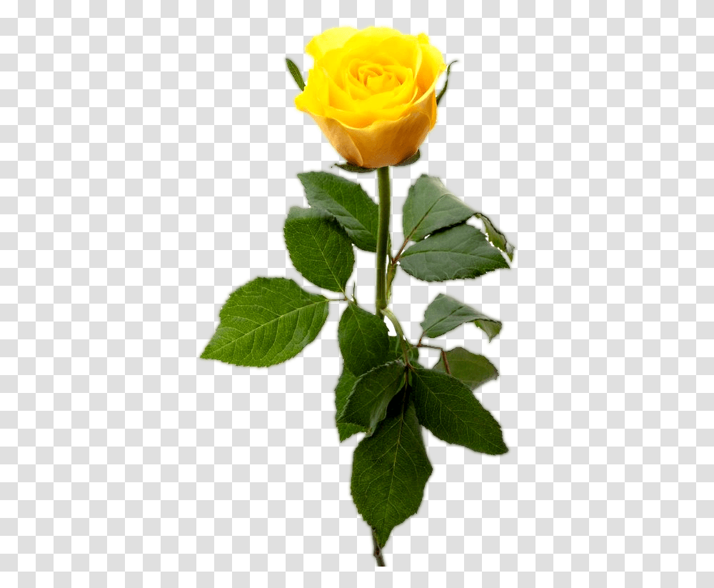 Yellw Rose Images Free Gallery Single Yellow Rose, Plant, Flower, Blossom, Leaf Transparent Png