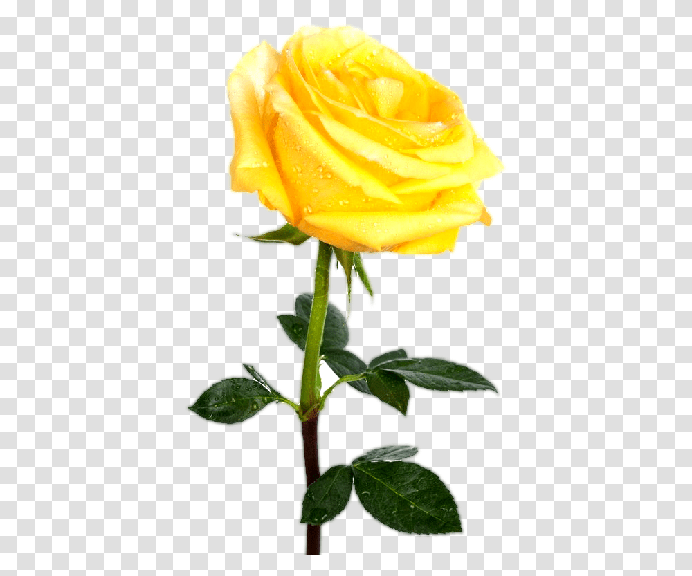 Yellw Rose Images Free Gallery Yellow Rose No Background, Plant, Flower, Blossom, Petal Transparent Png