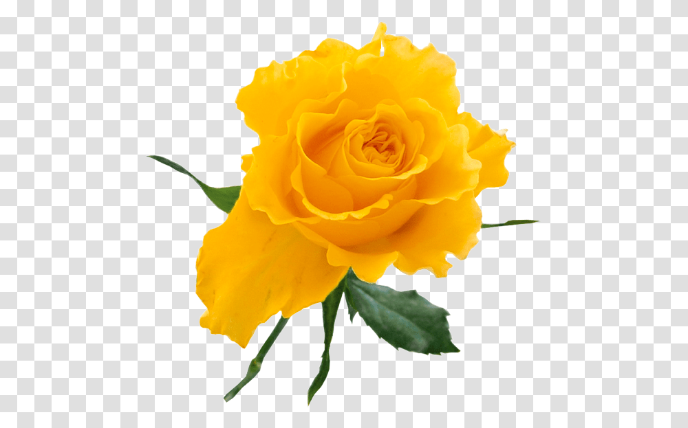 Yellw Rose Images Free Gallery Yellow Rose On Background, Flower, Plant, Blossom, Petal Transparent Png