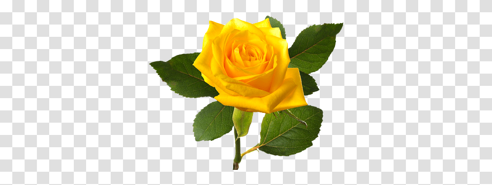 Yellw Rose Images Free Yellow Rose Flower, Plant, Blossom, Leaf, Petal Transparent Png