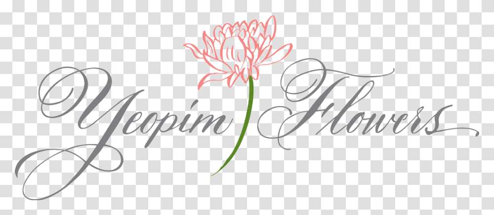Yeopim Flowers Guernsey Lily, Plant, Handwriting, Blossom Transparent Png