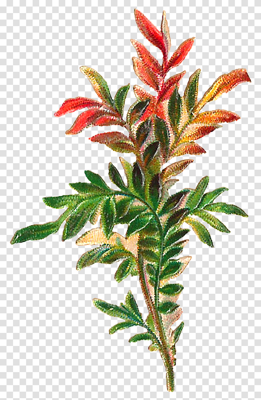 Yew Family, Plant, Flower, Leaf, Acanthaceae Transparent Png