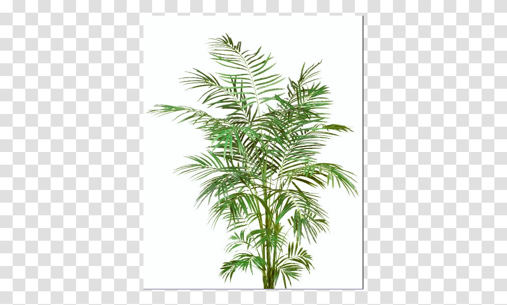 Yew Family, Plant, Tree, Palm Tree, Arecaceae Transparent Png