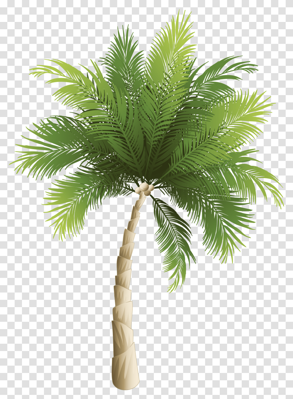 Ykle Phoenix Canariensis Amp Clipart Palm Tree Island, Plant, Arecaceae, Leaf Transparent Png