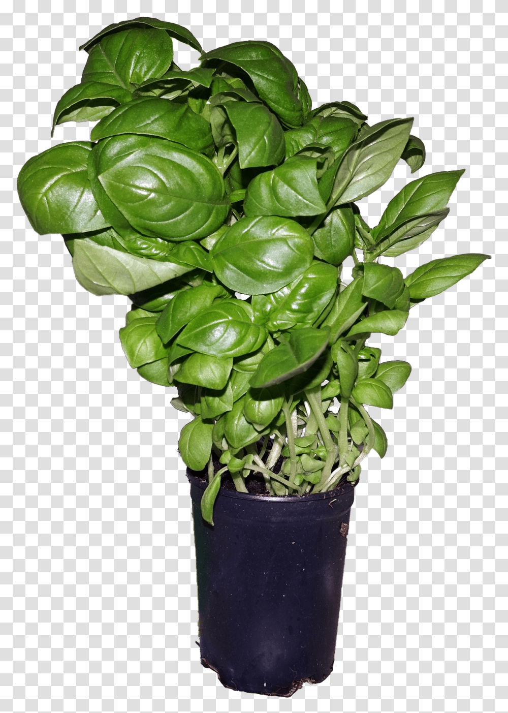 Ymele Basil Flowerpot, Plant, Leaf, Blossom, Food Transparent Png