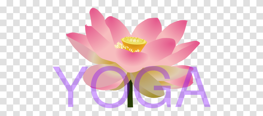 Yoga Lotus Flower Clip Art, Plant, Petal, Blossom, Dahlia Transparent Png