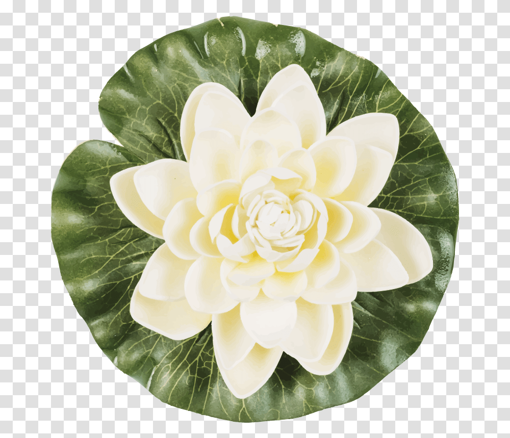 Yoga Lotus Flower Wall Decal Fiori Di Loto In Un Cerchio, Plant, Blossom, Rose, Pond Lily Transparent Png
