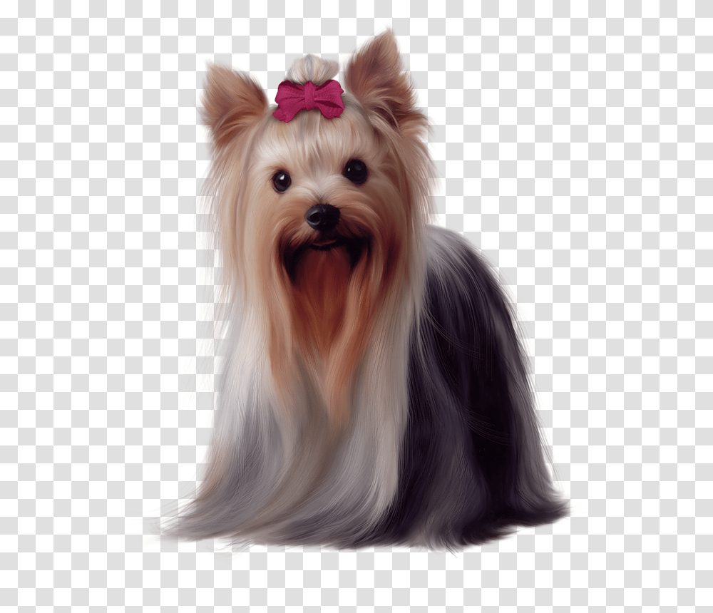 Yorkie 6 Image Golden Long Haired Dog, Pet, Canine, Animal, Mammal Transparent Png