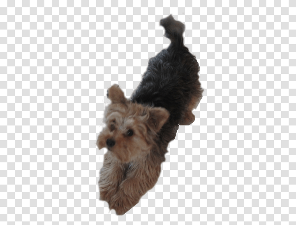 Yorkie Dog Pleading Dogs Clipart Yorkie, Pet, Canine, Animal, Mammal Transparent Png