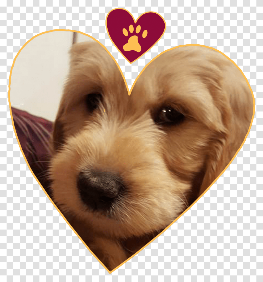 Yorkie Love My Dogs Companion Dog 5200868 Vippng Vulnerable Native Breeds, Pet, Canine, Animal, Mammal Transparent Png