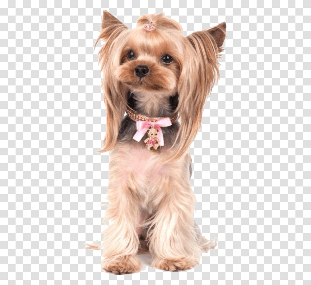 Yorkie Poo Photos Yorkshire Terrier Yorkie Puppy Walking Clip Art Free, Dog, Pet, Canine, Animal Transparent Png