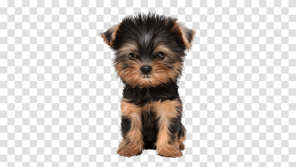 Yorkie Puppies Puppy, Pet, Animal, Canine, Mammal Transparent Png